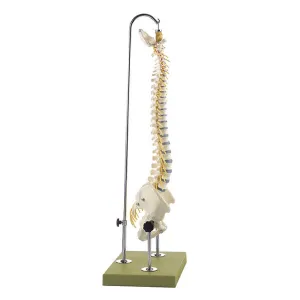 SOMSO Vertebral Column with Pelvis (On a stand and green base)